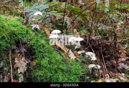 Porseleinzwammen (Oudemansiella mucida) di vergelijkbare witte paddenstoelen Die in een groep groeien op een met mos bedekt stuk dood hout in een bos. Foto Stock