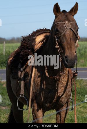 Ritratto frontale di un cavallo marrone che indossa un elaborato cinturino o un'imbracatura con dettagli in pelle e metallo. La concentrazione e' sulla testa, sugli occhi e sulla virata. Foto Stock