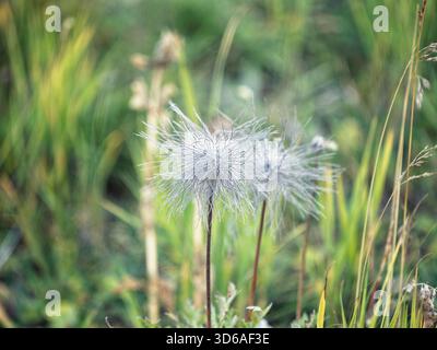 Primo piano della caratteristica testa di seme piumato di un Pasqueflower alpino (Pulsatilla alpina) che cresce nei lussureggianti e verdi prati della SWI Foto Stock