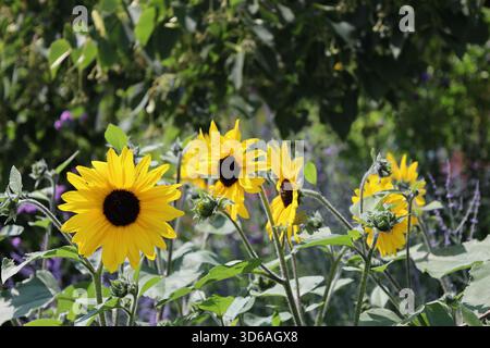 gamma di fiori gialli luminosi, molti petali sottili, centro marrone scuro durante il sole estivo (primo piano) Foto Stock