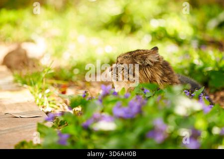 Gatto forestale norvegese, con una lunga pelliccia di sgombro lanoso, giacente con gli occhi chiusi in un giardino, tra fiori viola in piena fioritura Foto Stock