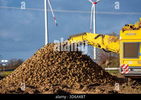 Raccolta della barbabietola da zucchero, utilizzando una raccolta automatica e digitalizzata di barbabietole da zucchero Ropa Tiger S6, impilando le colture ai margini del campo in un cumulo, vicino a Grev Foto Stock