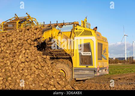 Raccolta della barbabietola da zucchero, utilizzando una raccolta automatica e digitalizzata di barbabietole da zucchero Ropa Tiger S6, impilando le colture ai margini del campo in un cumulo, vicino a Grev Foto Stock