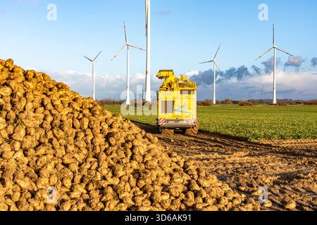 Raccolta della barbabietola da zucchero, utilizzando una raccolta automatica e digitalizzata di barbabietole da zucchero Ropa Tiger S6, impilando le colture ai margini del campo in un cumulo, vicino a Grev Foto Stock