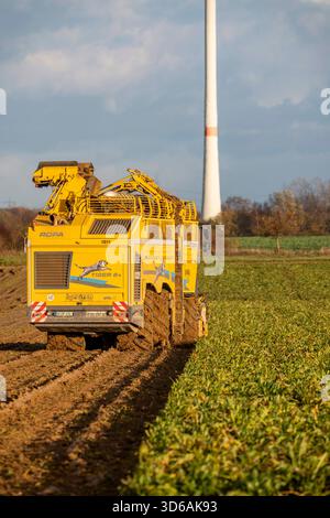 Raccolta della barbabietola da zucchero, utilizzando una raccolta automatica digitalizzata di barbabietole da zucchero Ropa Tiger S6, vicino a Grevenbroich, Renania settentrionale-Vestfalia, Germania. Foto Stock