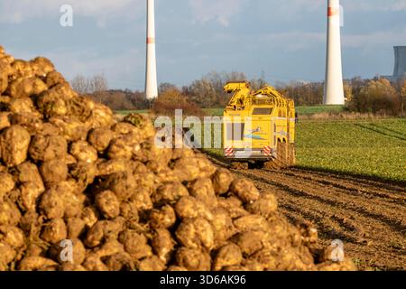 Raccolta della barbabietola da zucchero, utilizzando una raccolta automatica digitalizzata di barbabietole da zucchero Ropa Tiger S6, vicino a Grevenbroich, Renania settentrionale-Vestfalia, Germania. Foto Stock