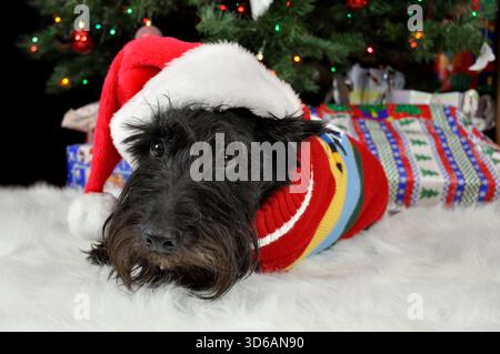 Black Schnauzer Dog nel cappello di Babbo Natale Foto Stock