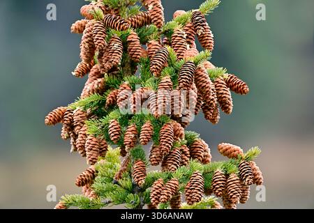 Un gruppo di coni di abete rosso attaccati ai rami di un abete rosso alto. Foto Stock