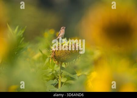 Whinchat (Saxicola rubetra) femmina arroccata su girasole (Helianthus annuus), Assia, Germania Foto Stock