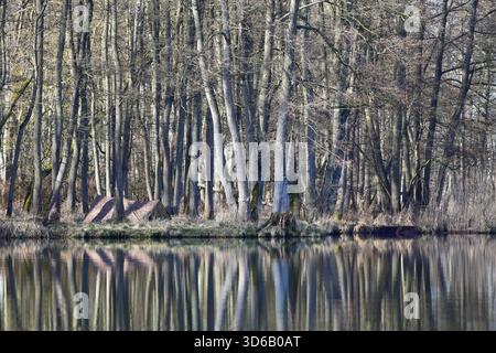 La foresta della cava di Alder in primavera, il campo nascosto di un fotografo naturalistico, Una fitta foresta si riflette tranquillamente nell'acqua, creando un'atmos naturale senza tempo Foto Stock