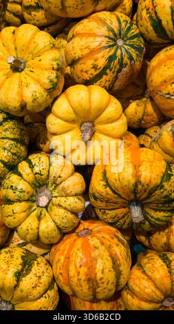 Primo piano verticale di zucche a strisce gialle disposte in un'esposizione stagionale del mercato. Foto Stock