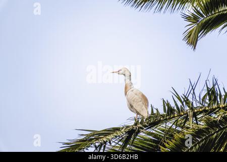 Casablanca, Marocco â€“ Un'egretta di bestiame arroccata graziosamente sulle fronde di una palma contro un cielo azzurro limpido. Il plu bianco e arancione chiaro dell'uccello Foto Stock