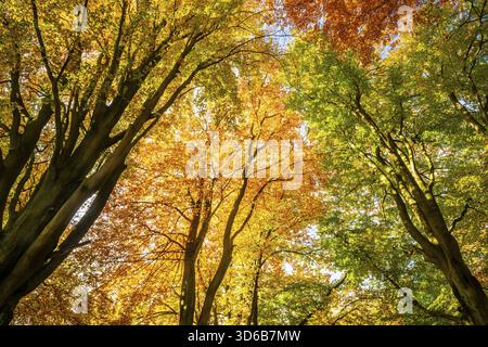 Foglie autunnali di faggi (Fagus), in controluce, giungla di Sababurg, Assia Foto Stock