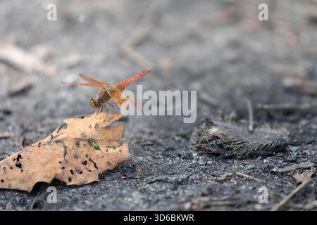 Un'immagine macro di una farfalla di colore arancione appoggiata su una foglia secca. Foto Stock