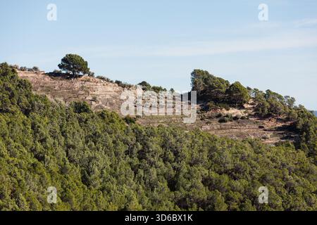 Soleggiato pendio terrazzato nella Spagna rurale con foreste di pini, muretti a secco e vegetazione mediterranea sotto un cielo limpido. Foto Stock