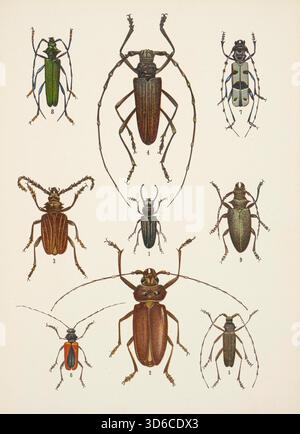 'Chrz?szcze (coleotteri) (1926). Kazimierz Kulwie? (Polacco, 1871-1943). Piastra n. 15' Foto Stock