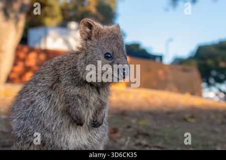 Grazioso quokka (Setonix brachyurus), Rottnest Island, Australia Occidentale Foto Stock
