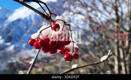 Primo piano di frutti di rowan rossi brillanti ricoperti di gelo con montagne svizzere innevate e arbusti alpini naturali sullo sfondo naturale sfocato. Foto Stock