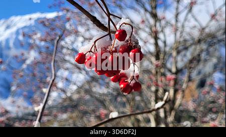 Primo piano di frutti di rowan rossi brillanti ricoperti di gelo con montagne svizzere innevate e arbusti alpini naturali sullo sfondo naturale sfocato. Foto Stock