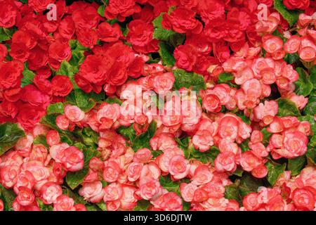 Varietà di fiori di begonia in vaso di colore rosso e corallo. Foto Stock