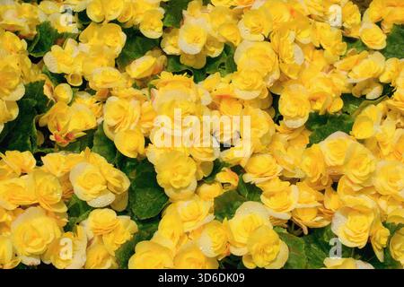 Varietà di fiori di begonia in vaso di colore giallo. Foto Stock