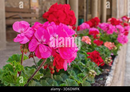 Fiori di geranio riccamente fioriti sulle finestre Foto Stock