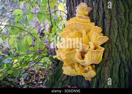 Granchio del bosco, polpore di zolfo, scaffale di zolfo o pollo del bosco. Laetiporus sulfureus è una specie di funghi brucali (funghi che crescono su t Foto Stock