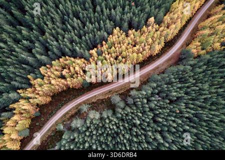 Veduta aerea di una strada tortuosa che attraversa la fitta foresta di smeraldo, fiancheggiata da alberi che abbelliscono di oro autunnale, Kingussie, Scozia, Regno Unito Foto Stock