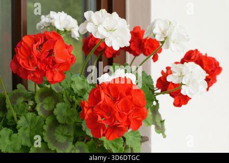 Fiori di geranio riccamente fioriti sulle finestre - Pelargonium Zonale Foto Stock