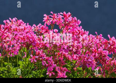 Fiori di geranio riccamente fioriti sulle finestre Foto Stock