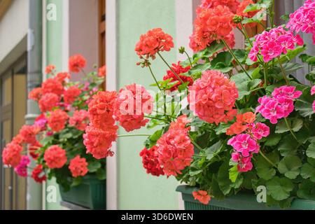 Fiori di geranio riccamente fioriti sulle finestre Foto Stock