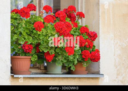 Fiori di geranio riccamente fioriti sulle finestre - Pelargonium Zonale Foto Stock