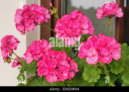 Fiori di geranio riccamente fioriti sulle finestre Foto Stock