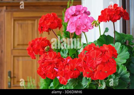 Fiori di geranio riccamente fioriti sulle finestre Foto Stock