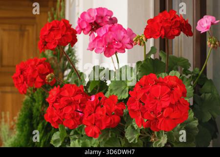 Fiori di geranio riccamente fioriti sulle finestre Foto Stock