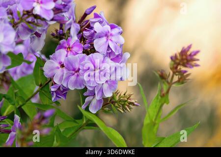 Splendida phlox paniculata che fiorisce nel giardino estivo. Foto Stock