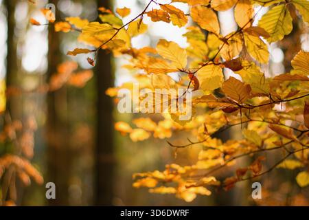 Bellissime foglie autunnali color oro nella foresta, che splendono la luce del sole Foto Stock