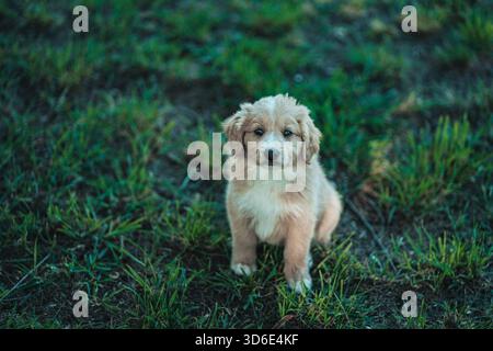 Un delizioso cucciolo biondo nell'erba Foto Stock