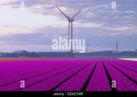 La vista dei vivaci tulipani rosa si estende in file perfette verso una torreggiante turbina eolica sotto un cielo pastello, una scena di sereno contrasto, Schagen, North Hol Foto Stock