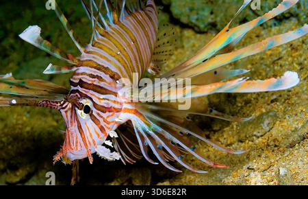 Pesce fuoco del Diavolo, pesce leone comune, miglia Pterois, Mar Rosso, Egitto, Africa Foto Stock