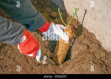 Giardiniere che piantano rose con sistema di radici protette, lavori in giardino stagionali Foto Stock