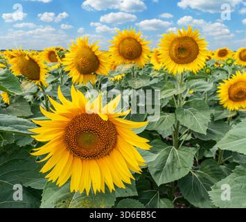 Teste di girasole in fiore e file di piante di girasole su campo organico di girasole. Cielo blu con soffici nuvole bianche sullo sfondo. Foto Stock
