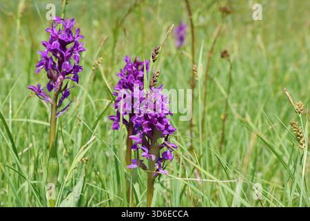 Orchidea paludosa occidentale, orca paludosa a foglia larga, orca ventaglio, orchidea paludosa comune o orchidea paludosa irlandese Foto Stock