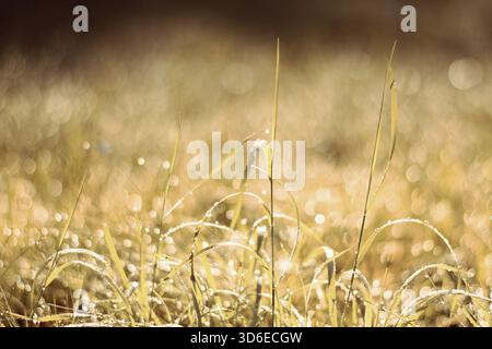 Splendida luce dorata scintillante e rugiada mattutina nell'erba sbiadita autunnale Foto Stock
