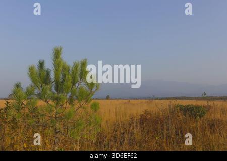 Il pino giovane cresce in un campo di erba secca in una mattinata nebbiosa Foto Stock