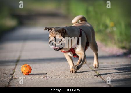 Felice fat Pug giocando con la palla in giardino Foto Stock