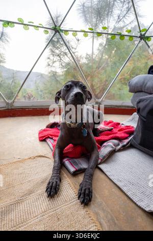 Un cane nero si rilassa comodamente su una coperta rossa all'interno di un glamping, con una vista panoramica del verde attraverso finestre triangolari, creando un'atmosfera intima Foto Stock