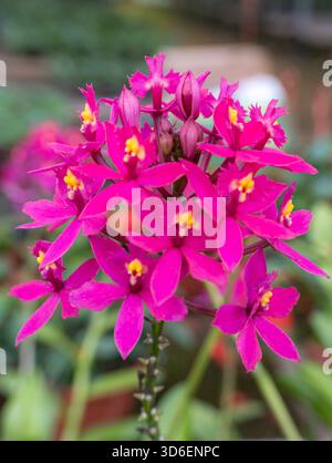 Un vivido primo piano di Epidendrum denticulatum mostra brillanti fiori rosa con accenti gialli, catturando la bellezza e i dettagli di questa splendida tropica Foto Stock