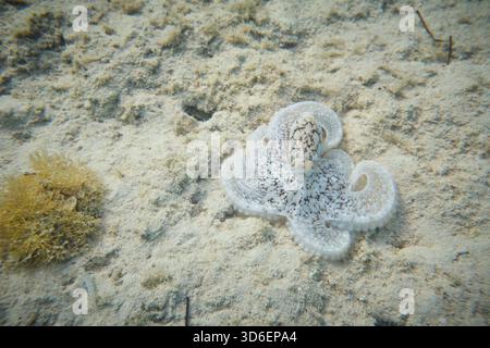 Alto angolo di polpo sottomarino mimetico della barriera corallina caraibica seduto sul fondo sabbioso di fondali irregolari con arti ripiegati nel deserto di Aruba Mar Caribe Foto Stock