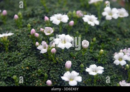 Gypsophila Aretioides "Caucasica" (respiro alpino del bambino) in mostra nella Alpine House presso RHS Garden Harlow Carr, Harrogate, Yorkshire, Regno Unito. Foto Stock